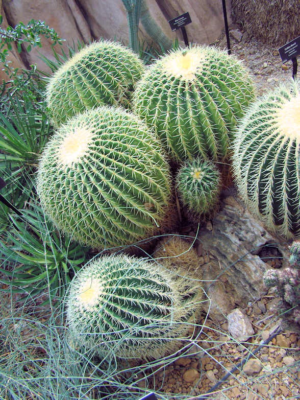 barrel-cactus-desert-dome-milwaukee-wi-usa-destination-manufactured-home-living-news