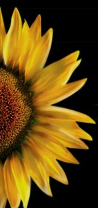sunflower-credit-photo-presenterpro-posted-on-manufacturedhomeliving-com.jpg