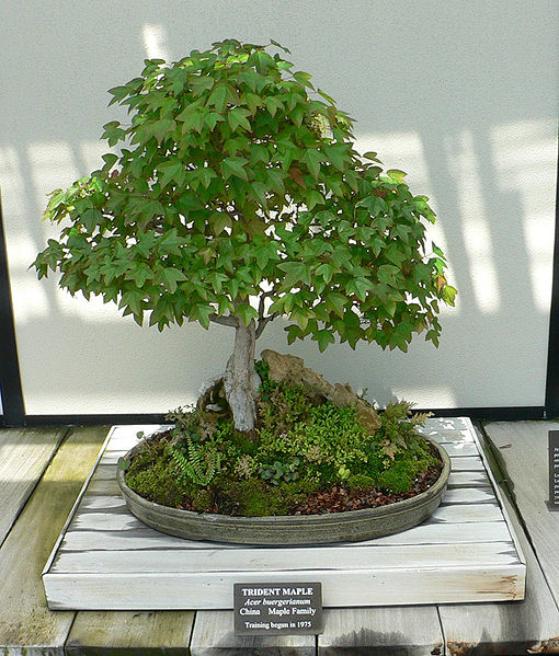 acer_buergerianum_bonsai-longwood_gardens_kenneth-square-chester-county-pennsylvania-pa-usa-posted-mhlivingnews-com-credit-wikicommons-