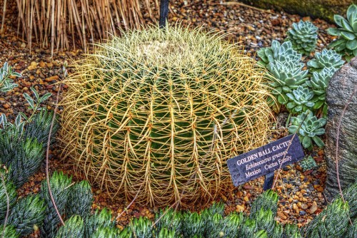 golden-ball-cactus-echinocactus_grusonii_longwood_gardens-kenneth-square-pa-usa-posted-mhlivingnew-com-