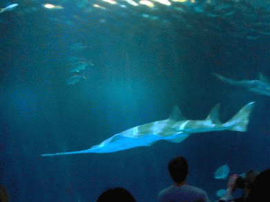 saw-fish-shark-wild-reef-shedd-aquarium-chicago-il-manufactured-home-living-news-391x293-ani-