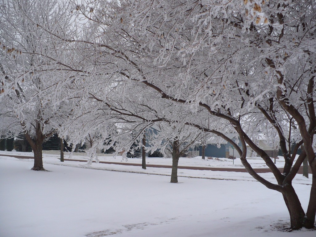winter-trees-stashabella-flickrcreativecommons-posted-mhlivingnews-com-